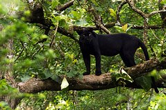 Легендарного Даремского зверя заметили около фермы