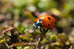 В России началось нашествие хищных божьих коровок