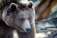 Медведица содрала скальп с охотника и откусила ему палец