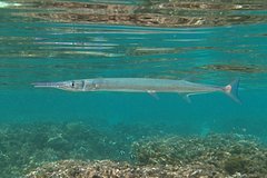 Нападение гигантской рыбы закончилось смертью человека