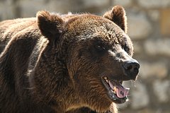 Медведь напугал посетителей рождественской ярмарки