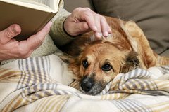 Мужчина обучил собаку-ябеду распознавать высокий уровень сахара у его матери